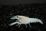 Procambarrus Snow White